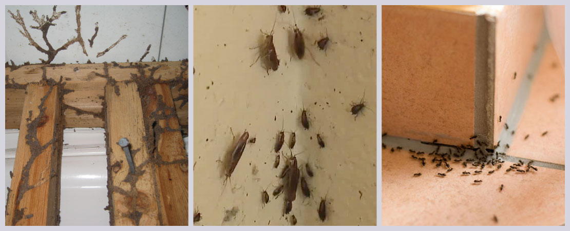 Make sure the house has not been affected by termites and other pests.